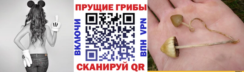 Галлюциногенные грибы GOLDEN TEACHER Могоча